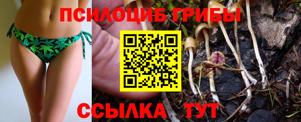 Псилоцибиновые грибы Psilocybe Борисоглебск